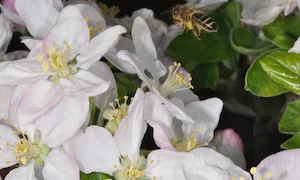 obstbluete_fleissig_besucht_300_200