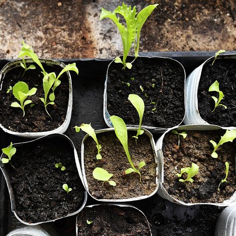 visionlandwirtschaft-landwirtschaft-setzlinge-bio